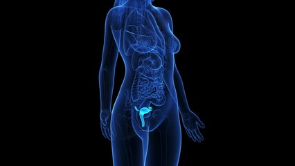 Animation of the uterus