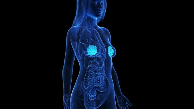 Animation of the mammary glands