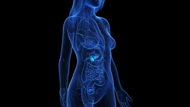 Animation of the pancreas