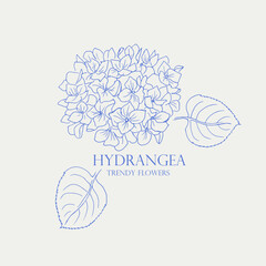 Hydrangea, flower, hydrangeas, line art, drawing,  sketch, floral illustration, blossom, bloom, botanical drawing 
