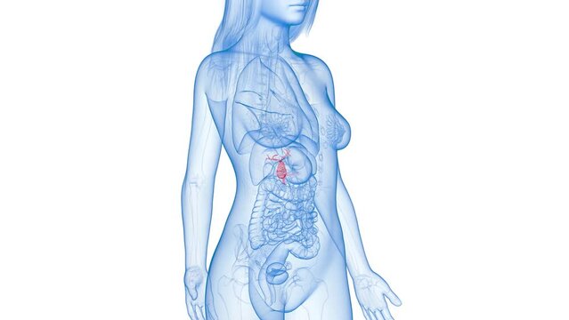 Animation of an inflamed gallbladder