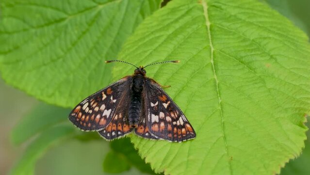 Marsh Fritillary Butterfly Resting Wings Open