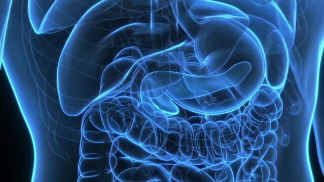Animation of hormones produced by the pancreas