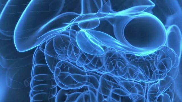 Animation of hormones produced by the pancreas