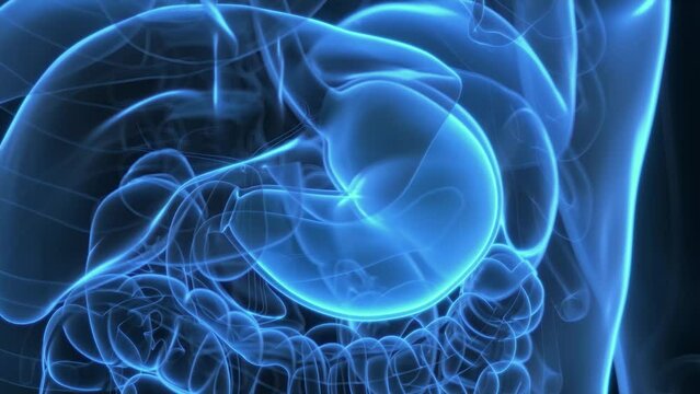 Animation of hormones produced by the stomach