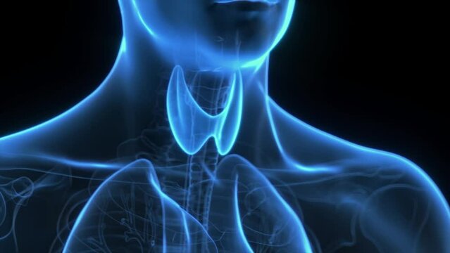 Animation of hormones produced by the thyroid gland