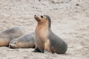 baby seals at the beach, sea lions on kangaroo island australia