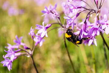 Bee collecting pollen from purple flower