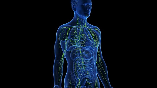 Animation of the human lymphatic system