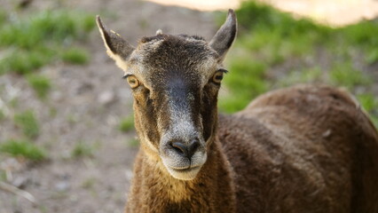 Mufflon im Wild- und Wanderpark Rappweiler-Zwalbach