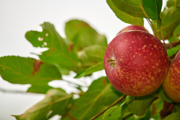 Nature, agriculture and apples on a branch on a farm or sustainable, natural or agro environment. Harvest, eco friendly and succulent red fruit or fresh, raw and sweet produce on a plant in a field.