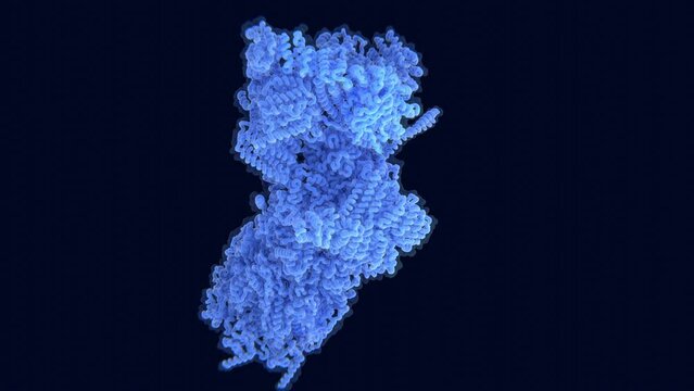 26S proteasome, molecular model