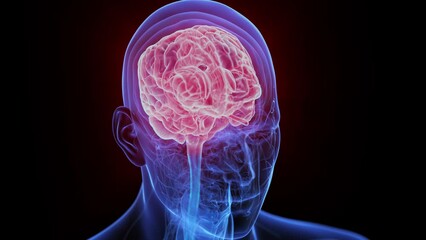 Animation of the human brain - Powered by Adobe