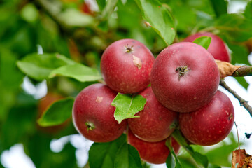 Agriculture, natural and apples on tree in garden or sustainable, harvesting or agro environment. Nature, leaves and closeup of succulent red fruit or fresh, raw and sweet produce on plant in field.