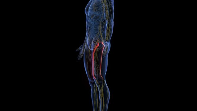 Animation of the sciatic nerves