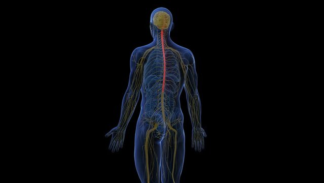 Animation of the spinal cord