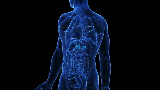 Animation of the adrenal glands