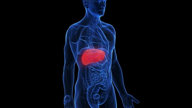 Animation of an inflamed liver