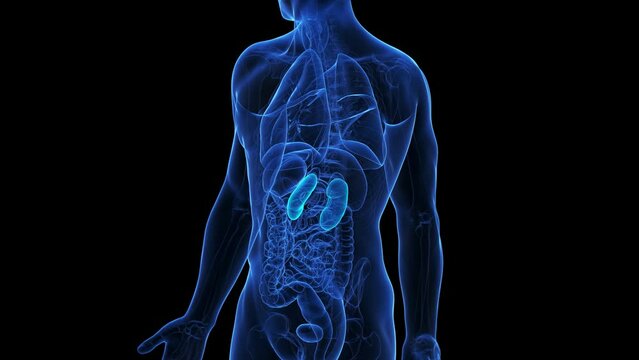 Animation of the kidneys