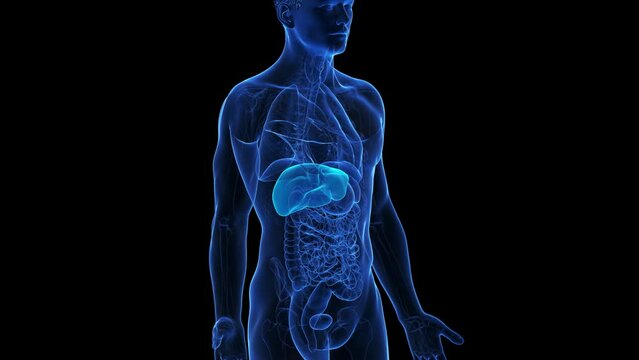 Animation of the liver