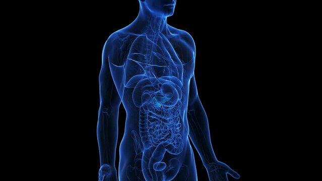 Animation of the pancreas