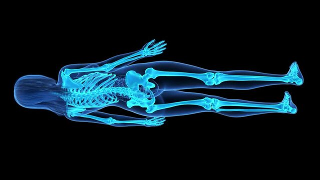 Animation of the human skeleton