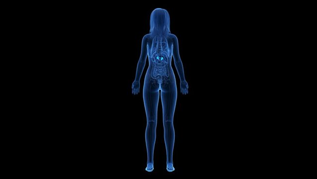Animation of the adrenal glands