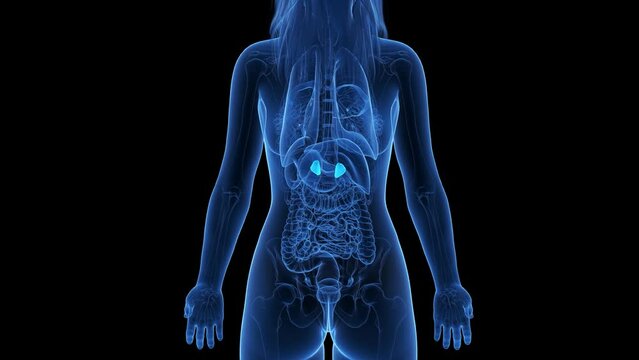 Animation of the adrenal glands