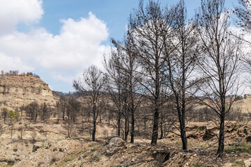 Pines burned Drought. Fires, climate change