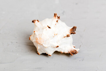 Beach seashells on colored background. Mock up with copy space