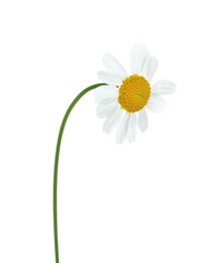 Beautiful tender chamomile flower isolated on white