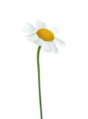 Beautiful tender chamomile flower isolated on white
