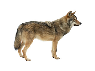 gray wolf  isolated on white background