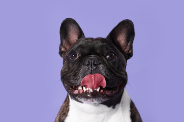 Adorable French Bulldog on purple background. Lovely pet