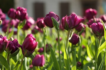 Beautiful colorful tulips growing in flower bed, selective focus