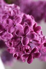 Beautiful blooming lilac flowers on blurred background, closeup