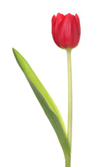 Beautiful red tulip flower isolated on white
