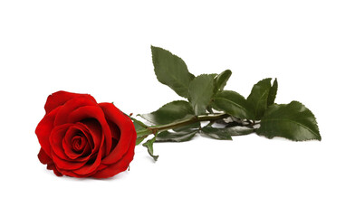 Fototapeta premium Beautiful fresh red rose isolated on white