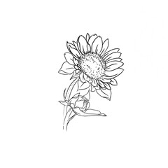 Sunflower in the garden. Sun flower in black and white illustration.