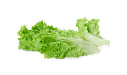 One green lettuce leaf isolated on white. Salad greens