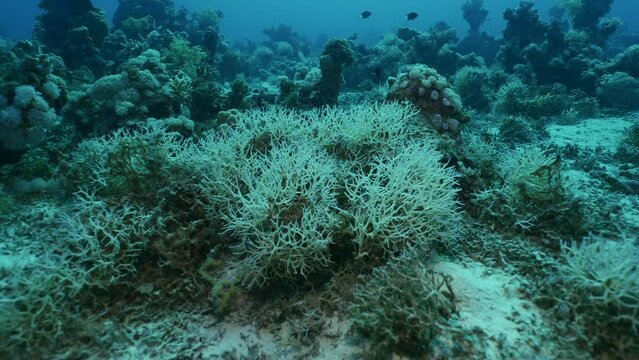 Thin Birdsnest Coral (Seriatopora hystrix) on coral garden of deep sea, Slow motion, Camera moving forwards approaching coral