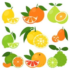 Citrus fruits set isolated on white background. Lemon, orange, pomelo, lime, yuzu, kumquat, tangerine, grapefruit and kaffir lime icon. Vector illustration of tropical exotic fruits in flat style.