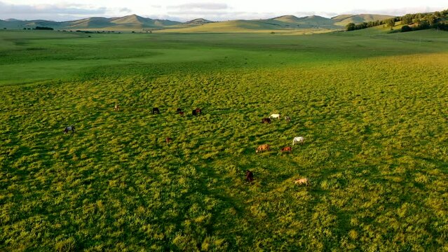 Aerial photo of horses grazing by the lake on the grasslands of Inner Mongolia
