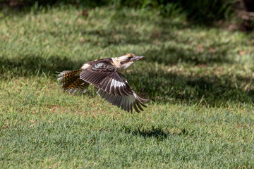 Laughing Kookaburra (Dacelo novaeguineae) carnivorous native Australian kingfisher bird flying up, displaying all feathers on spread wings and tail with grass in the background, in Centennial Park.