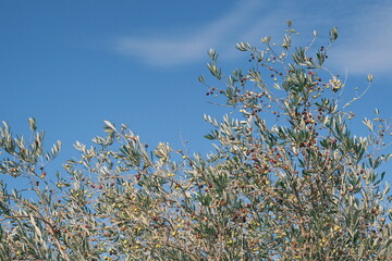 olive trees with olives against a blue sky