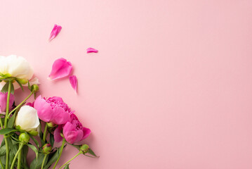 Tender bouquet concept. Above view photo of empty space with bright pink and white peony flowers,petals and buds on isolated pastel pink background with copy-space