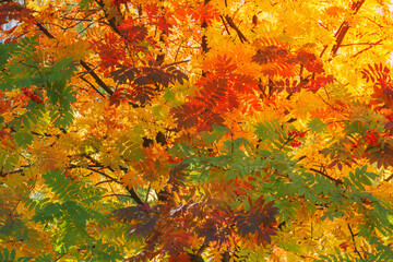 Rowan berry leaves on the branches in the park.