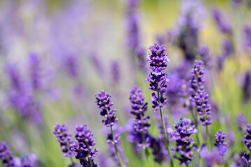 Spring lavender flowers under sunlight. Lilac flowers close up. Beautiful landscape of nature with a panoramic view. Hi spring. long banner