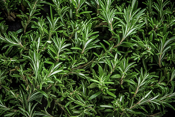 Rosemary herb closeup view background, created AI tools