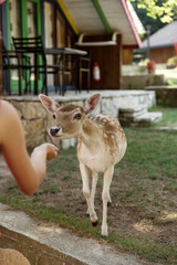 deer walks on the territory of the reserve. contact zoo. pasture for animals